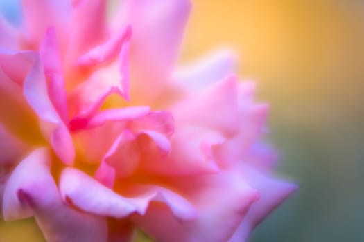 Soft focus closeup image of the pink rose in the garden in spring