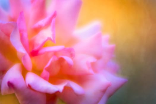 Soft focus closeup image of the pink rose in the garden in spring