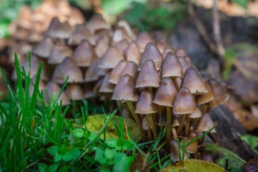 Batch of beautiful small mushrooms on the meadow ground in spring
