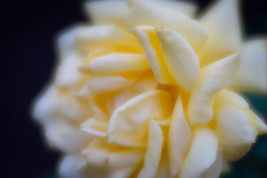 Macro shot of the bud of white and yellow rose, soft focus to emphasize the delicacy of the flower