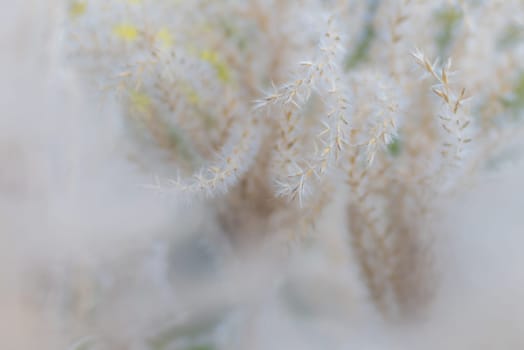 Soft focus image of dry grass in the spring