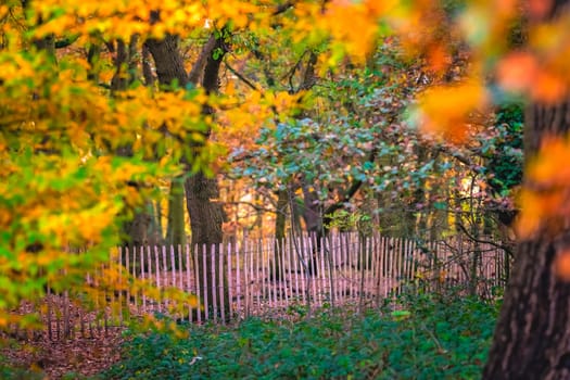 Wooden primitive fence in a park photographed in autumn