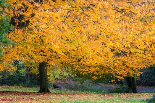 Red, orange and yellow leaves on trees on an autumn day in a park