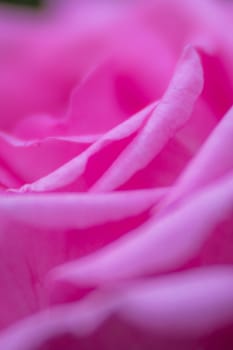 Soft focus closeup image of the petals of pink rose in the garden in spring