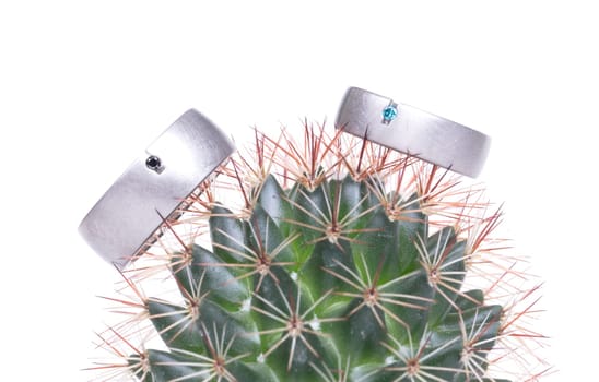 Romantic wedding ring on Cactus and white background