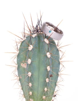 Romantic wedding ring on Cactus and white background