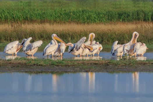 white pelicans (pelecanus onocrotalus) in Danube Delta, Romania