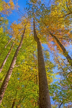 Looking up to Autumn in the Tree Tops in Pisgah National Forest in North Carolina