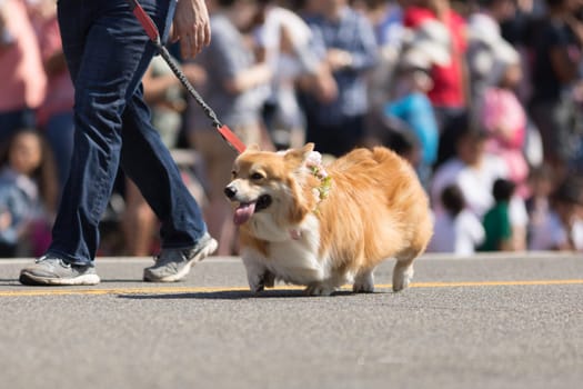 Washington, D.C., USA - April 14, 2018 A dog wearing cherry flowers around his neck in the 2018 National Cherry Blossom Parade