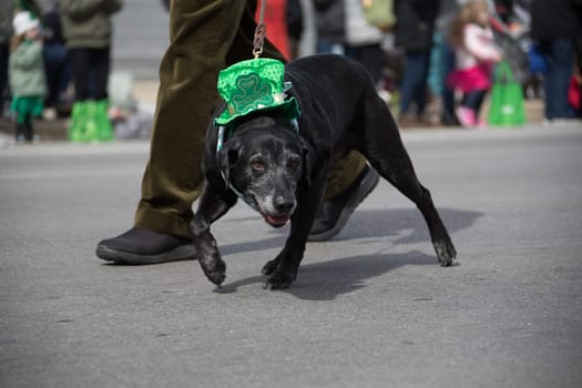 Indianapolis, indiana, USA - March 16, 2018, The St. Patrick’s Day Parade is a cultural and religious celebration from Ireland in honor of  Saint Patrick.