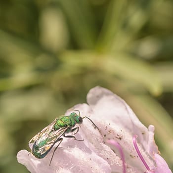 Macro of a green cuckoo wasp sitting on a pink flower.