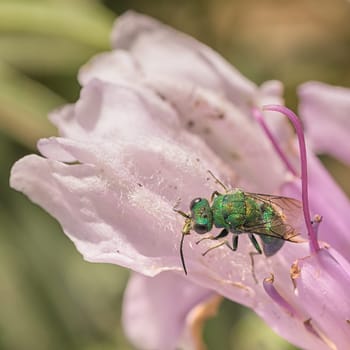 Macro of a green cuckoo wasp sitting on a pink flower.