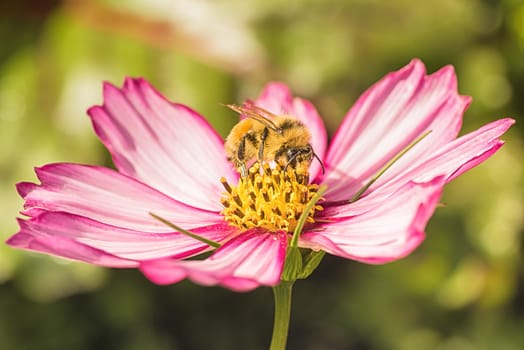 Macro of a bee collecting pollen from a pink flower.