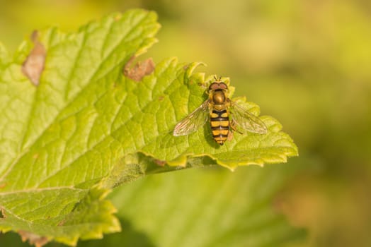 Top view of a hoaverfly resting on top of a green leaf.