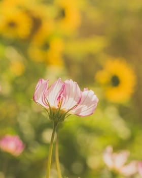 Macro of a pink cosmos flower with sunflower bokeh in the background.
