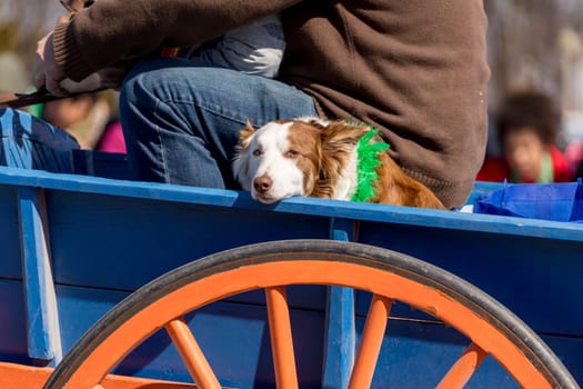 Chicago, Illinois, USA - March 17, 2018, The St. Patrick's Day Parade is a cultural and religious celebration from Ireland in honor of  Saint Patrick.