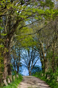 Forest road - landscape, Germany