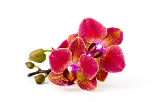 Beautiful colorful orchid - phalaenopsis - white background
