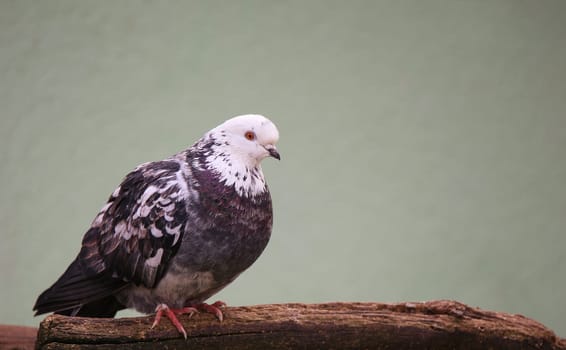 Domestic pigeon with white head