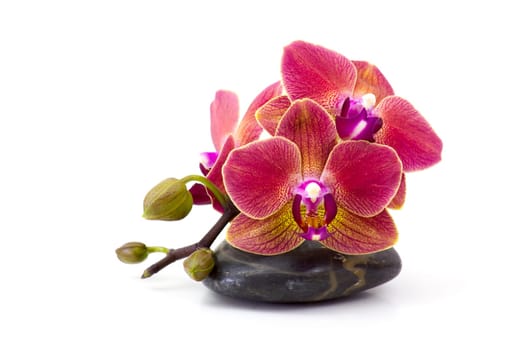 colorful orchid and massage stone on white background