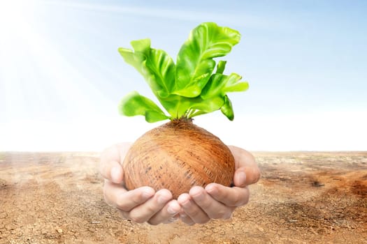 Human hands holding young green plant in the pots with cracked field and sunlight over blue sky background. Earth day concept