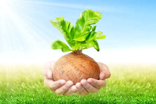 Human hands holding young green plant in the pots with green grass field and sunlight over blue sky background. Earth day concept