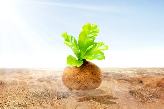 Young plant with green leaves in the pots on the cracked field and sunlight over blue sky background. Earth day concept