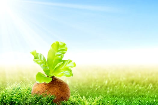 Young plant with green leaves in the pots on the green grass field and sunlight over blue sky background. Earth day concept