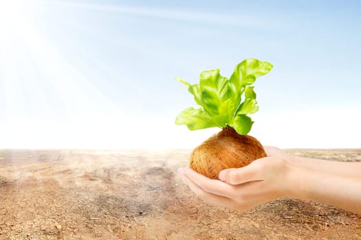Human hands holding young green plant in the pots with cracked field and sunlight over blue sky background. Earth day concept