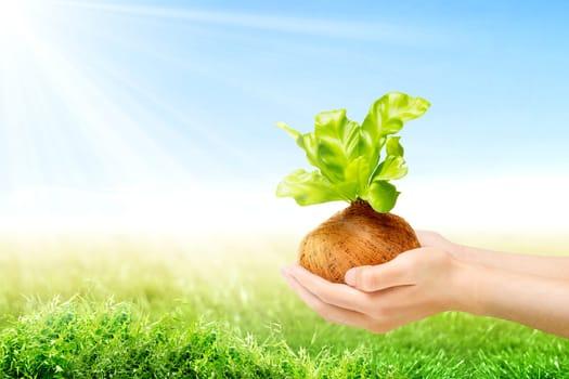 Human hands holding young green plant in the pots with green grass field and sunlight over blue sky background. Earth day concept