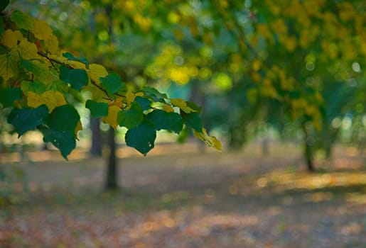 Tree branch and blurred autumn park landscape