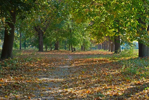 Footpath in park covered with fallen leaves and tree trunks