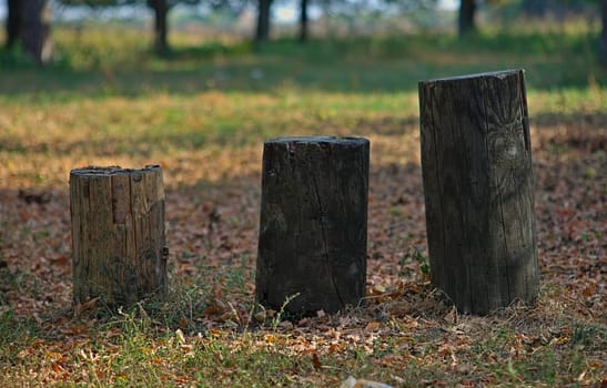 Three different size tree trunks in an autumn park