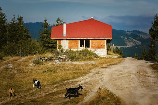 Small House in the Rhodopes Mountains, Bulgaria
