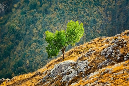 Tree on the Slopre of Rhodopes Mountains, Bulgaria