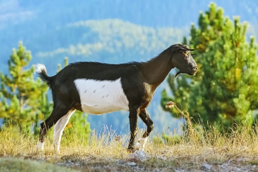 Domestic Goat without Horns (Capra Aegagrus Hircus) on the Slope of Rhodopes Mountains