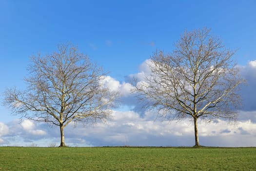Two plane trees in March