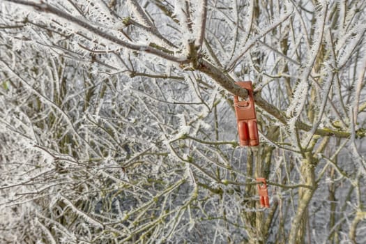 Plastic device containing pheromones as an insecticide replacement against the vine moth hang in an icy shrub with copyspace.