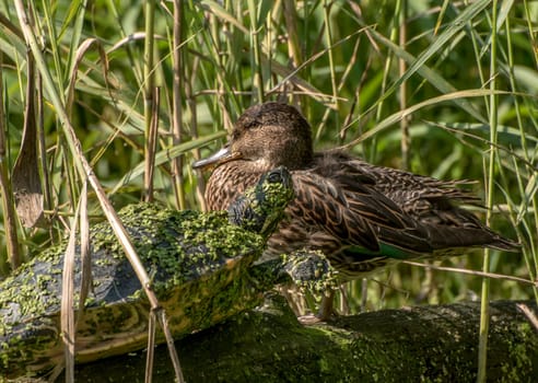 Water turtle covered with duckweed and a brown duck sitting on a log in the reeds
