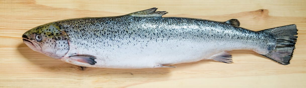 Atlantic Salmon whole fish