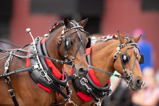Peru, Indiana, USA - July 21, 2018 Close up of two horses at the Circus City Festival Parade