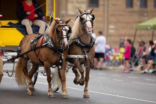 Peru, Indiana, USA - July 21, 2018 Two horses pulling a Circus wagon at the Circus City Festival Parade