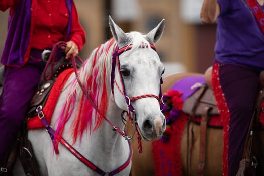 Peru, Indiana, USA - July 21, 2018 A horse with hair of diferent colors at the Circus City Festival Parade