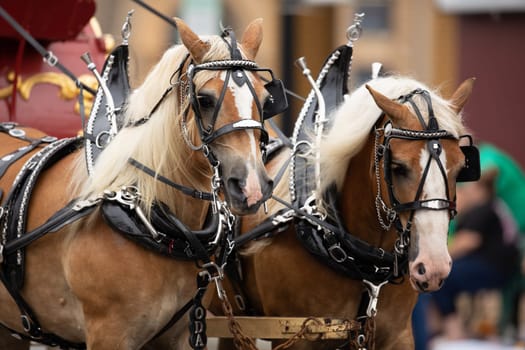 Peru, Indiana, USA - July 21, 2018 Two horses pulling a Circus wagon at the Circus City Festival Parade
