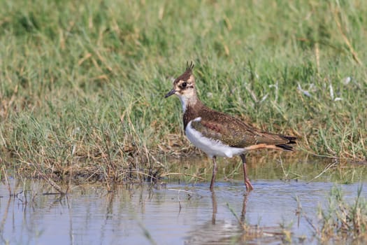 lapwing (vanellus vanellus) in Danube Delta, Romania
