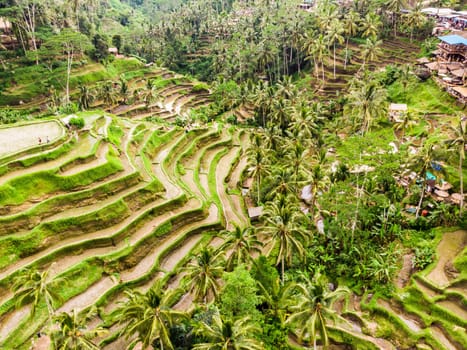 Drone view of Tegalalang rice terrace in Bali, Indonesia, with palm trees and paths for touristr to walk around plantations.