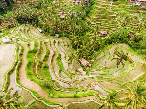 Drone view of Tegalalang rice terrace in Bali, Indonesia, with palm trees and paths for touristr to walk around plantations.