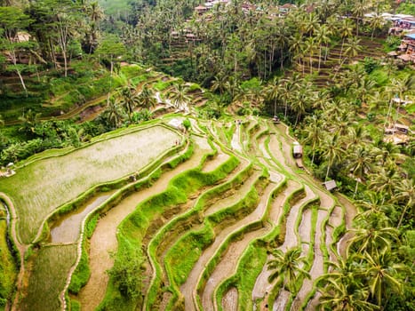 Drone view of Tegalalang rice terrace in Bali, Indonesia, with palm trees and paths for touristr to walk around plantations.