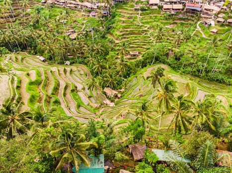 Drone view of Tegalalang rice terrace in Bali, Indonesia, with palm trees and paths for touristr to walk around plantations. Tegalalang village can be seen on top.