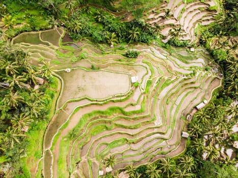 Drone view of Tegalalang rice terrace in Bali, Indonesia, with palm trees and paths for touristr to walk around plantations.